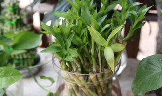 喜歡種植物養(yǎng)花人的性格特點(diǎn)