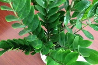 夏天南方陽臺養(yǎng)花