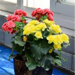 家庭養(yǎng)花必備的肥料