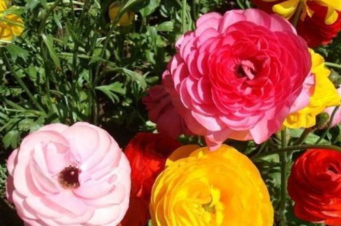 養(yǎng)花時(shí)氮肥怎么施