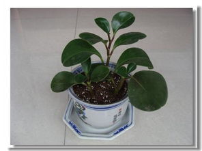 租地養(yǎng)花賣(mài)花