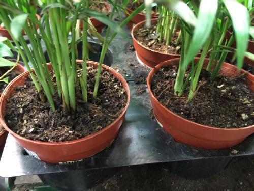 養(yǎng)花泥土里有西瓜蟲(chóng)