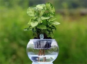 室內(nèi)養(yǎng)花水多長時(shí)間換一次