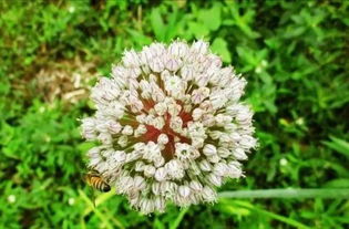 屋里養(yǎng)花有小蚊子