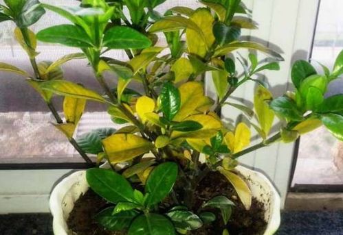 養(yǎng)花的變化過程