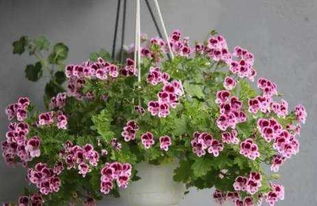 木工剩下的木屑可以養(yǎng)花嗎