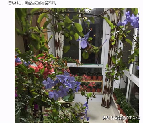 形容喜歡養(yǎng)花的男人語句