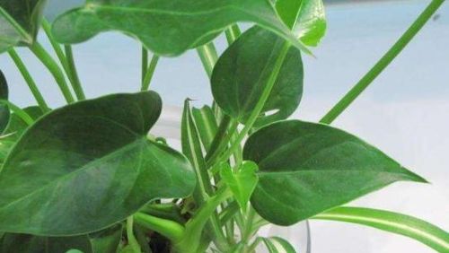 尿素用在養(yǎng)花比例