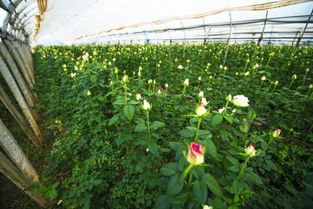 四川綿陽養(yǎng)花大棚是政府送花苗嗎