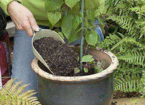 鴿子糞加點(diǎn)土能直接養(yǎng)花嗎