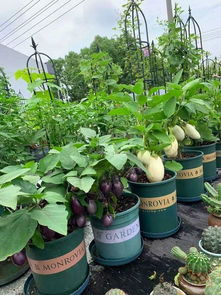 養(yǎng)花能賺大錢(qián)嘛