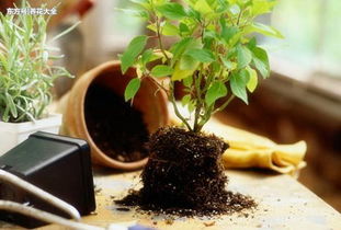 怎樣改變養(yǎng)花的土壤