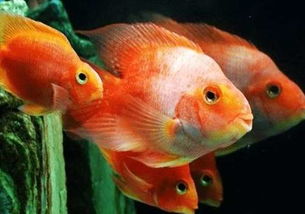 水養(yǎng)花枝要放鹽嗎