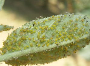 養(yǎng)花草有蚜蟲等怎么辦