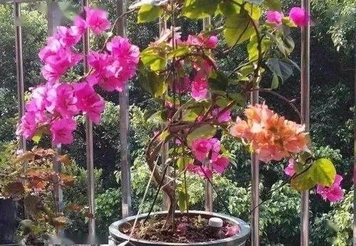 水瓶養(yǎng)花為什么花就黃了