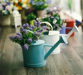 冬季養(yǎng)花迎客松怎樣澆水施肥