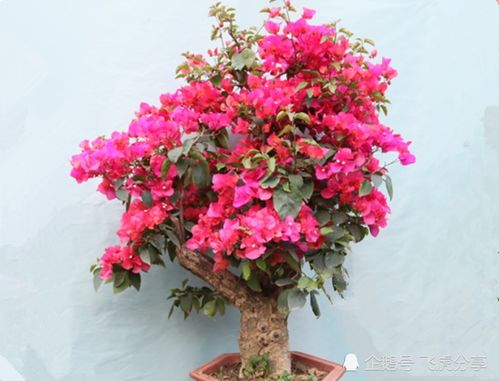 鐵銹在養(yǎng)花中的用外