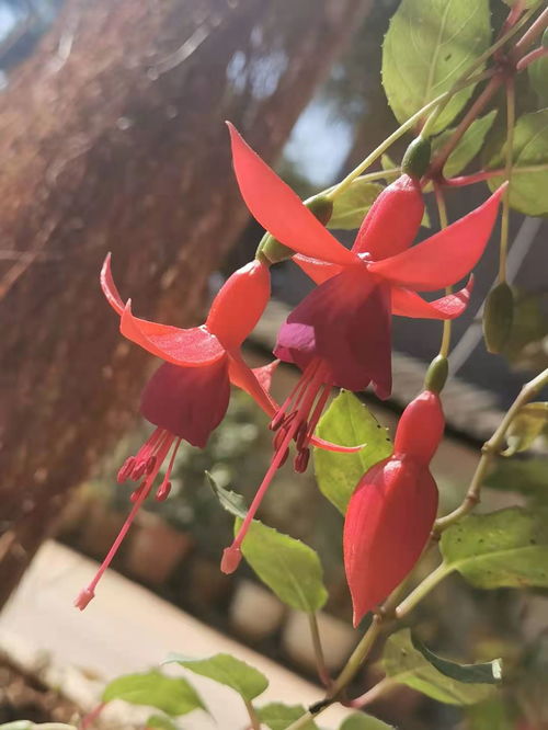 家里養(yǎng)花上什么肥料好