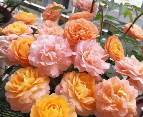 綽青菜的水可以養(yǎng)花嗎