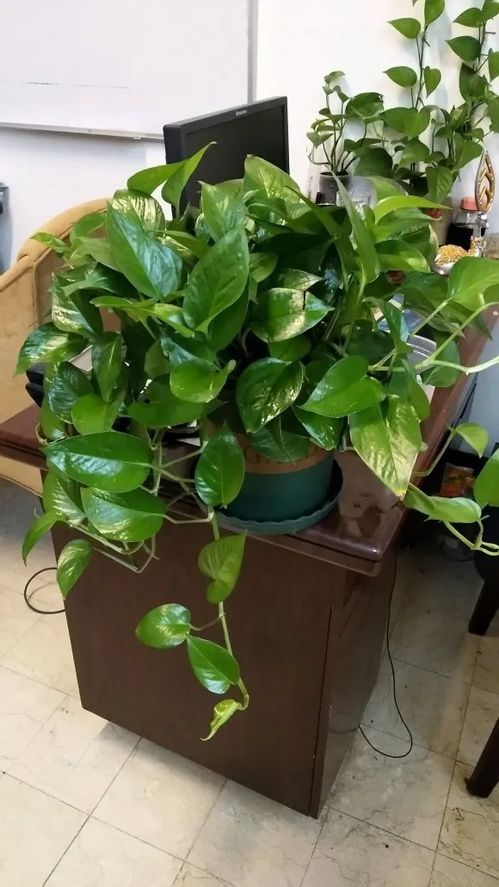 下水道里面抽起來的淤泥養(yǎng)花肥嗎