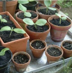 養(yǎng)花的土如何制作