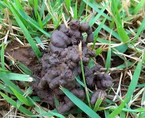 哪種蚯蚓的屎養(yǎng)花好