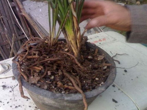 用松枝養(yǎng)花還爛根