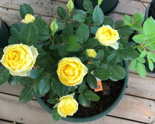 為什么有人養(yǎng)花非常好