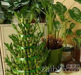 辦公室養(yǎng)花一直開(kāi)花