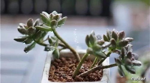 多肉的土可以用來養(yǎng)花么