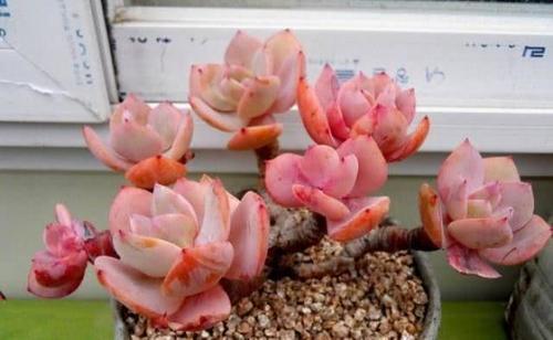 養(yǎng)花的彩色顆粒