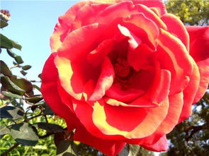 養(yǎng)花用營養(yǎng)液在哪里買