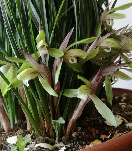 養(yǎng)花舊土可以重新用