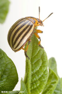 養(yǎng)花生甲蟲