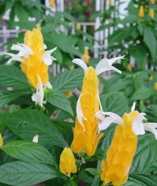 養(yǎng)花磷酸二氫鉀使用方法