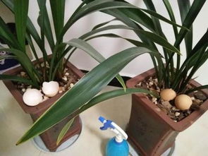 養(yǎng)花粗紗用多少目篩子