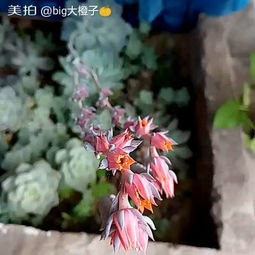愛養(yǎng)花的小小陸陸
