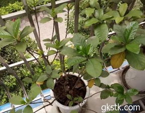 養(yǎng)花為什么徒長