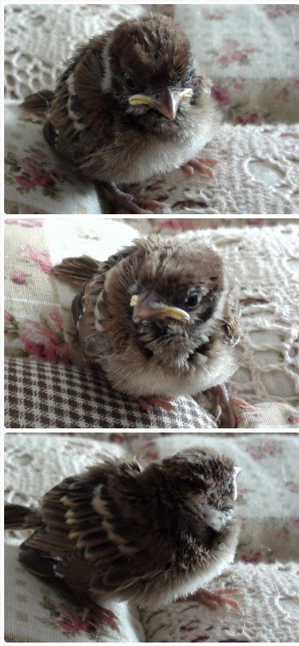 養(yǎng)鳥養(yǎng)花