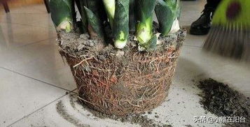 家中養(yǎng)花土壤板結(jié)