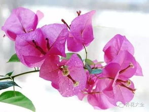 養(yǎng)花可以放替硝唑片嗎