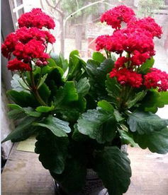 養(yǎng)花心得分享與感悟