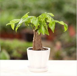 養(yǎng)花能有什么好處