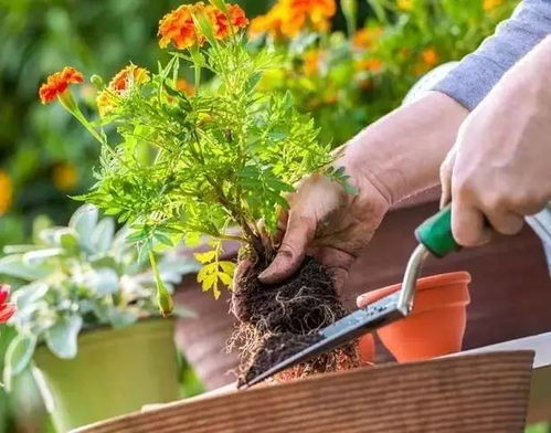 煮過(guò)的豆準(zhǔn)備養(yǎng)花怎么存