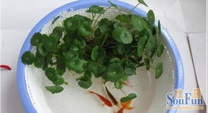 自制養(yǎng)魚養(yǎng)花的魚缸diy