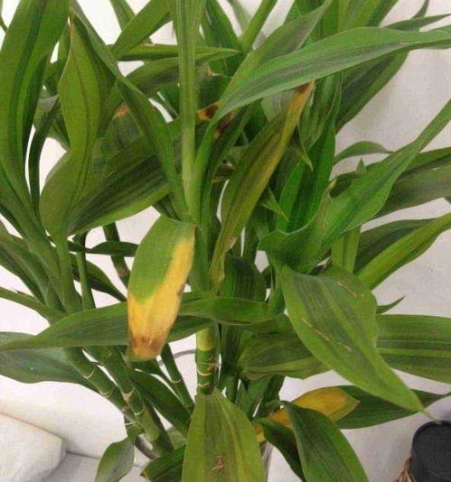 水養(yǎng)花卉水發(fā)臭怎么辦