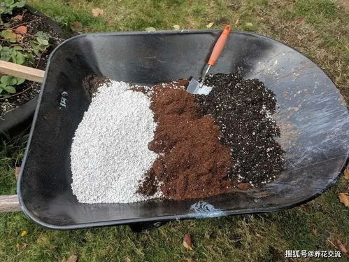 泥炭土加椰糠養(yǎng)花效果