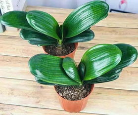 養(yǎng)花基肥如何使用