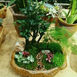 養(yǎng)花什么稱生肥