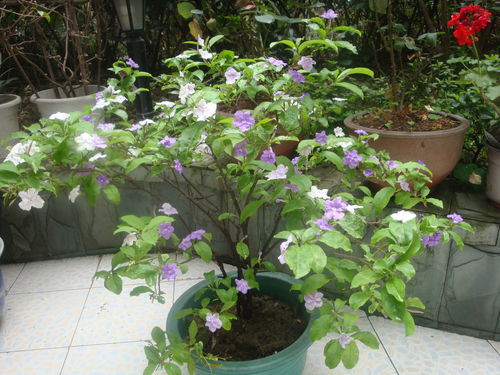 花卉大全家庭養(yǎng)花